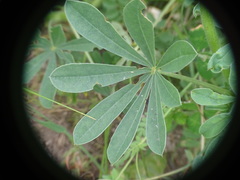 Lupinus hispanicus