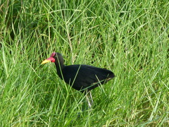 Jacana jacana hypomelaena