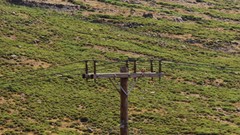 Falco tinnunculus tinnunculus