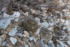 Mammillaria melanocentra melanocentra