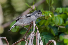 Thamnophilus ambiguus