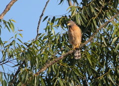 Rupornis magnirostris