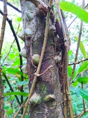 Zanthoxylum setulosum