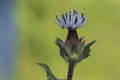 Carthamus caeruleus