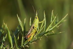 Chorthippus apicalis