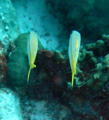 Mulloidichthys martinicus