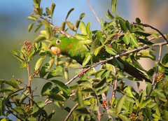 Psittacara leucophthalmus