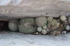 Epithelantha unguispina