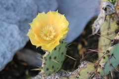 Opuntia dulcis