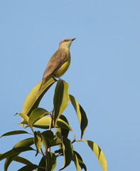 Machetornis rixosa