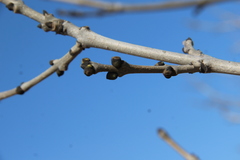 Fraxinus excelsior
