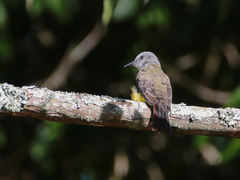 Tyrannus melancholicus