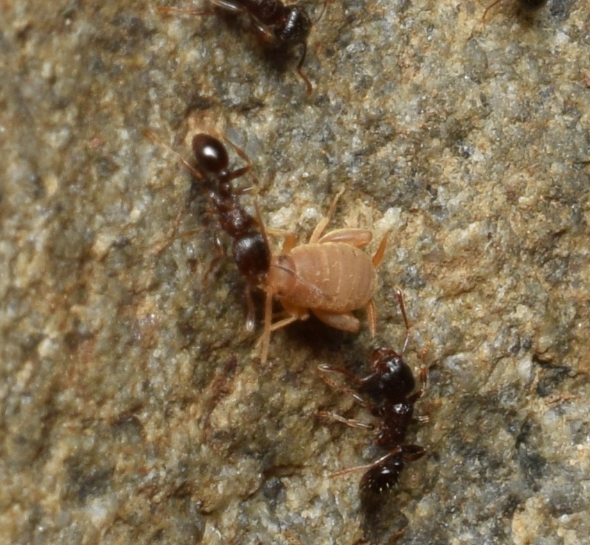 Myrmecophilus kubotai