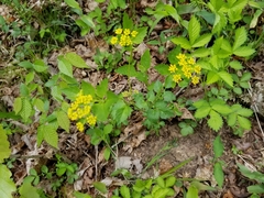 Thaspium trifoliatum