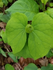 Thaspium trifoliatum