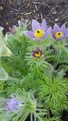 Pulsatilla vulgaris