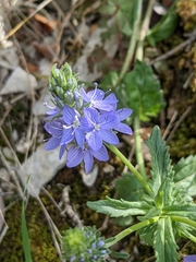 Veronica orsiniana