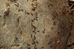 Myrmecophilus kubotai