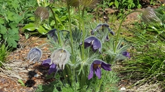 Pulsatilla vulgaris