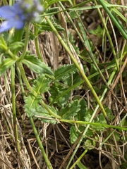 Veronica orsiniana