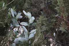 Struthanthus interruptus