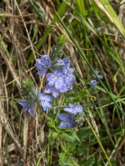 Veronica orsiniana