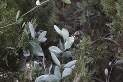 Struthanthus interruptus