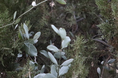 Struthanthus interruptus