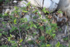 Neopringlea integrifolia