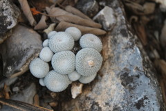 Epithelantha unguispina