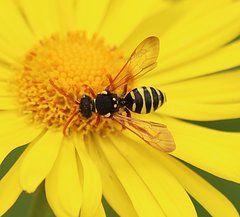 Nomada goodeniana