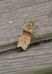 Nephopterix angustella