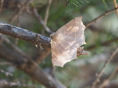 Tetracis cervinaria