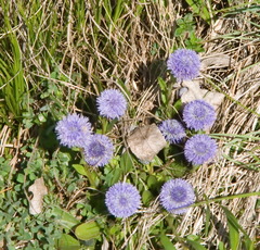 Globularia
