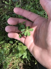 Trifolium dubium