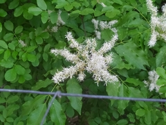 Fraxinus ornus ornus