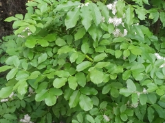 Fraxinus ornus ornus