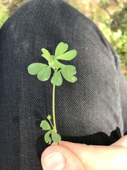 Trifolium dubium