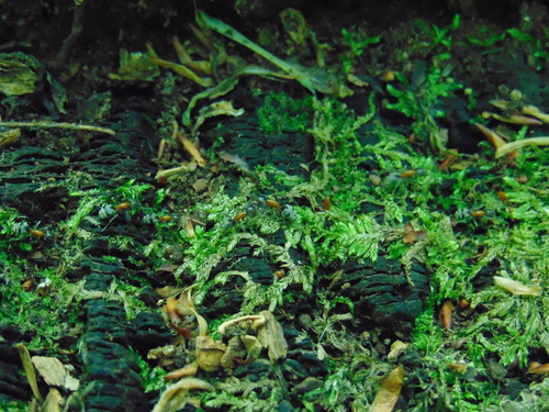 mravec lužný (Liometopum microcephalum)