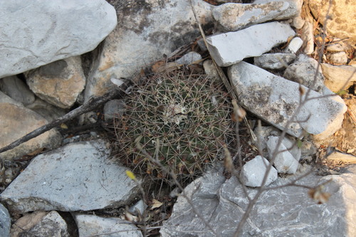 Mammillaria melanocentra