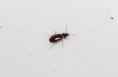 Olisthopus