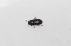 Opatroides punctulatus