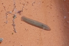 Polycelis nigra