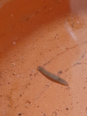 Polycelis nigra