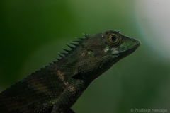 Calotes liolepis