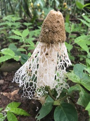 Phallus atrovolvatus