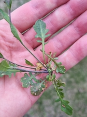 Arabidopsis suecica