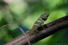 Calotes liolepis