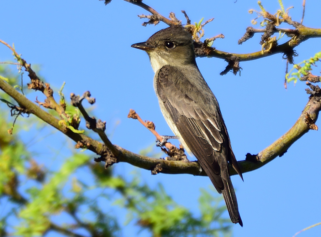 Olive-sided Flycatcher (Flycatchers of the US) · iNaturalist