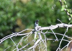 Schistochlamys melanopis